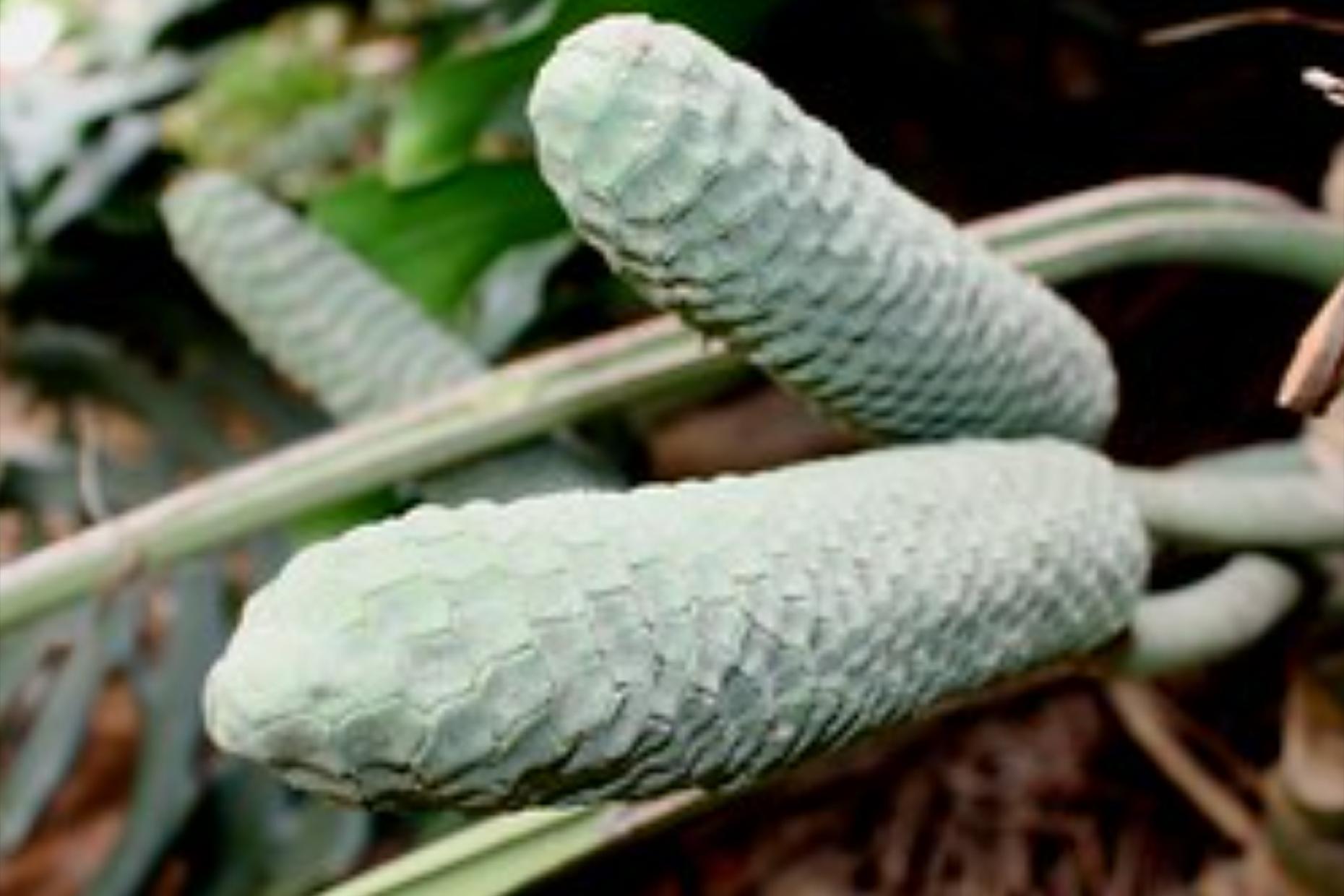 入侵印度的“神赐水果”，似凤梨，又似香蕉，为什么不能多吃？