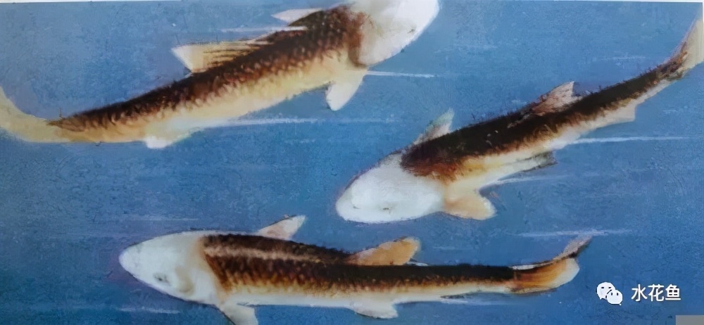 鱼苗白尾什么原因,鱼苗白嘴病的治疗