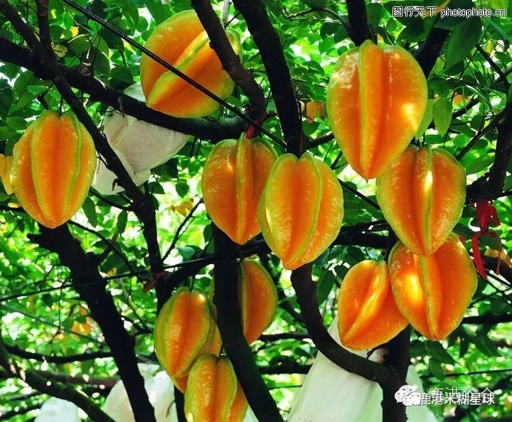 台湾米糊企业向湖北宝宝免费赠送30天米糊