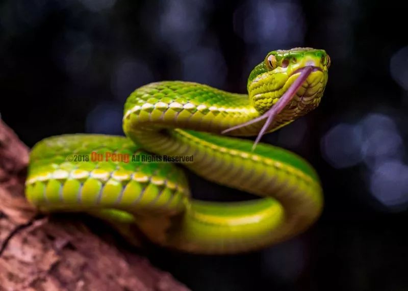 娆ч箯娣卞湷,娆ч箯鍔ㄧ墿涓栫晫