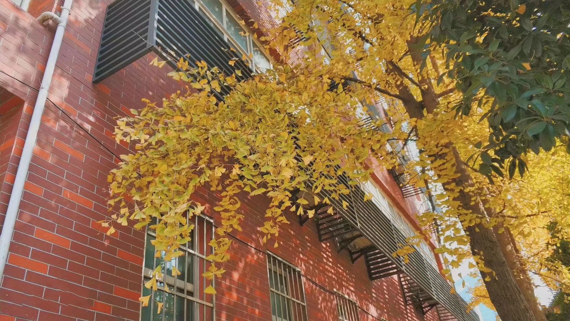 重庆哪所学校环境最好,重庆最美学校