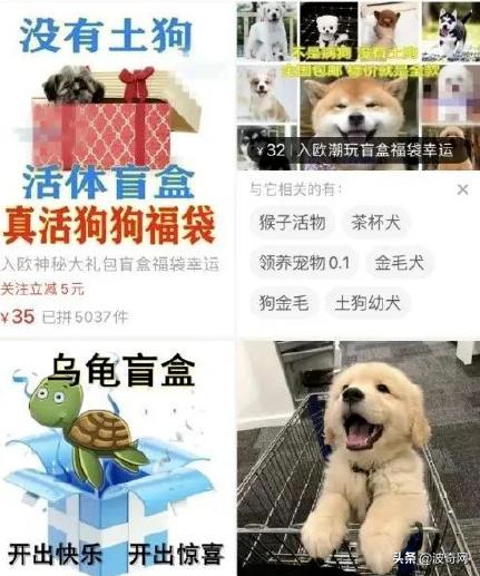 活体宠物塞入“盲盒”，拆开后是狗狗尸体！卖家：玩不起别买