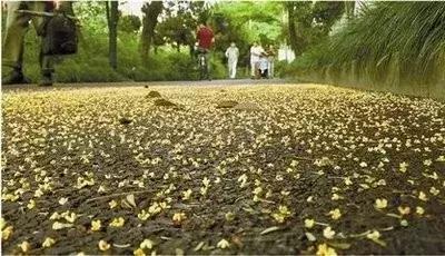 「潇湘名家」张继忠梦幻在艳阳里轻舞（外五首）