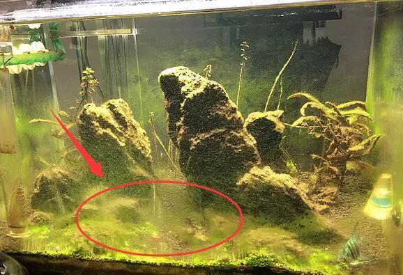 生态鱼缸放什么虾,虾对龙鱼好不好消化