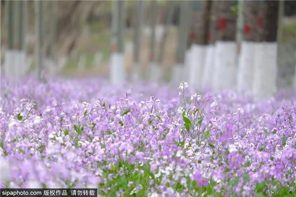紫色花海好看的地方,北京冷门小众公园藏着粉黛花海