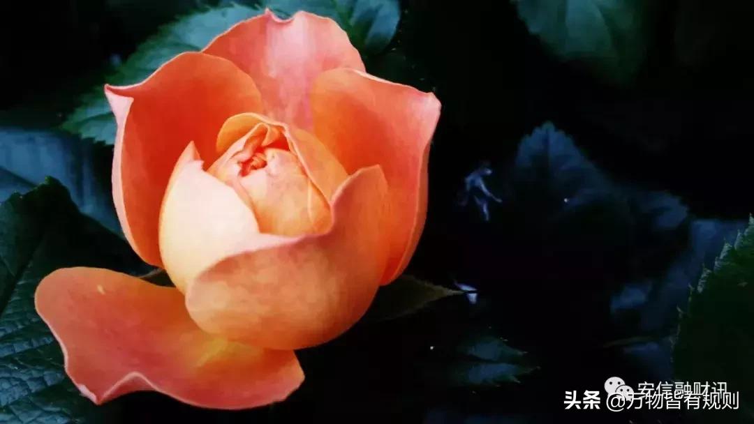 显示屏入门知识,显示屏发展史