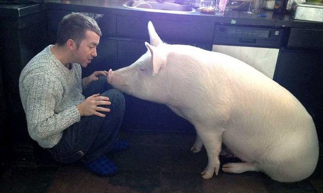 兽医治病的方法,兽医治疗肺炎的方法