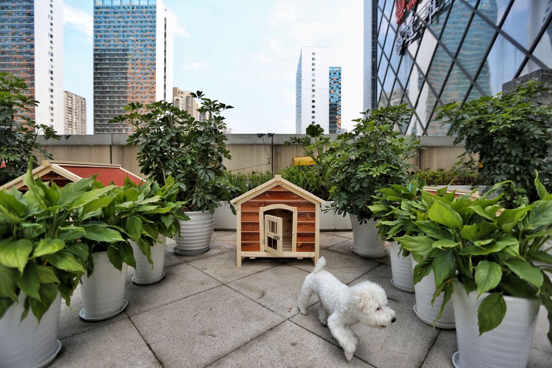 任性的重庆渝融豪生:坐落三轨之上,便捷扫街购物,允许携带宠物