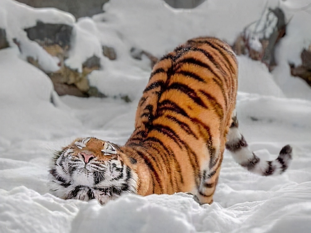 为什么蜘蛛是最恐怖的动物,为什么人类对蛇的恐惧比老虎更强