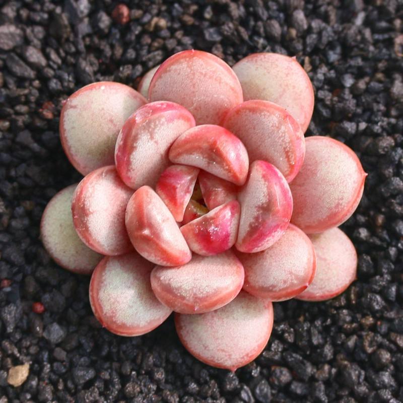 100种常见多肉植物图鉴收藏,1000种多肉植物图鉴及名字