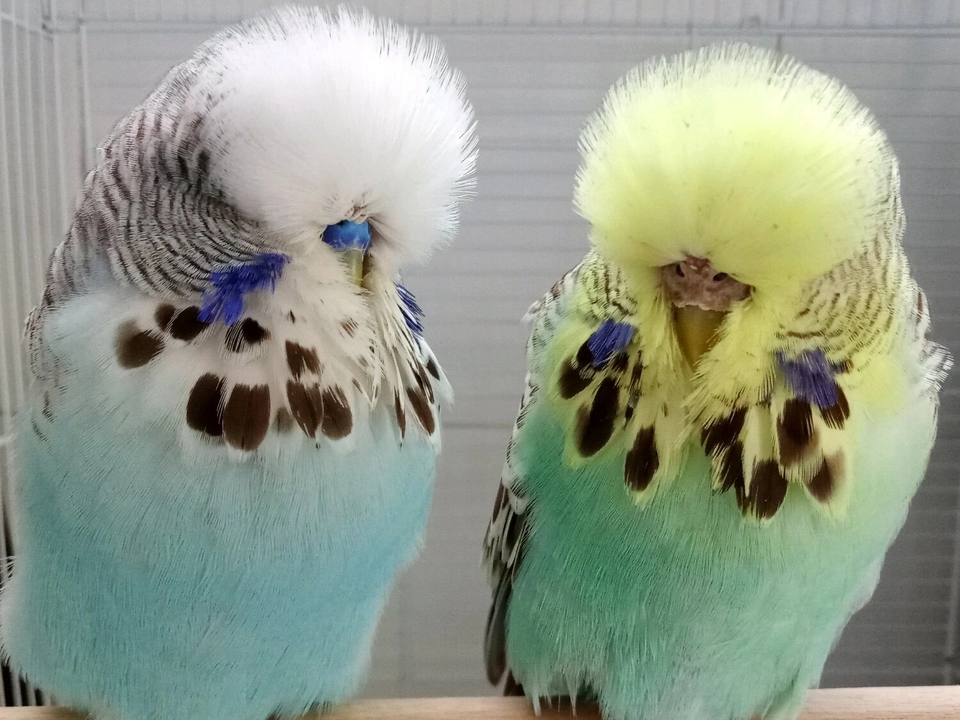 大头鹦鹉和虎皮鹦鹉哪个价格高,大头虎皮鹦鹉多少钱