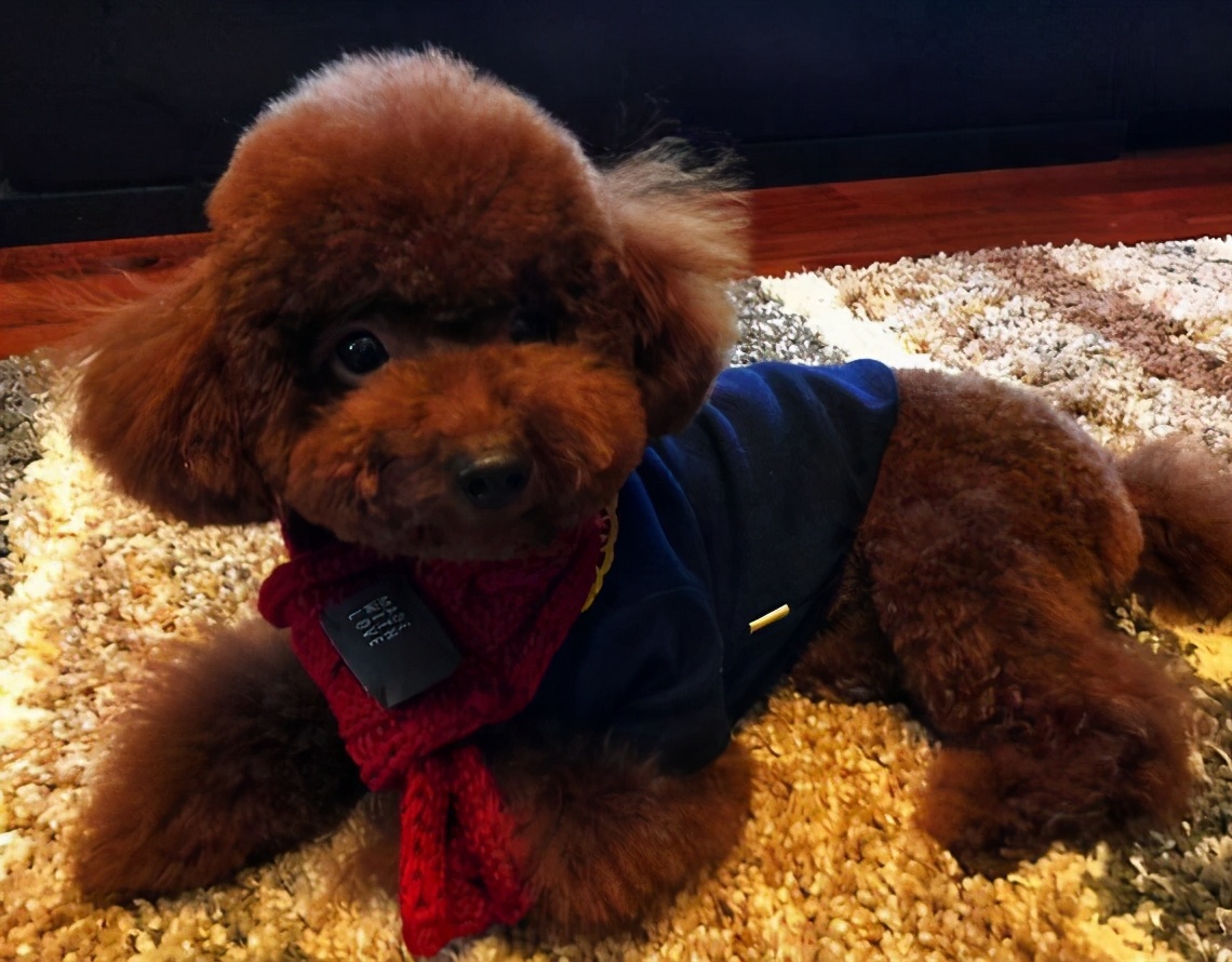 小泰迪犬的眼睛长白毛,泰迪犬长了白毛怎么回事