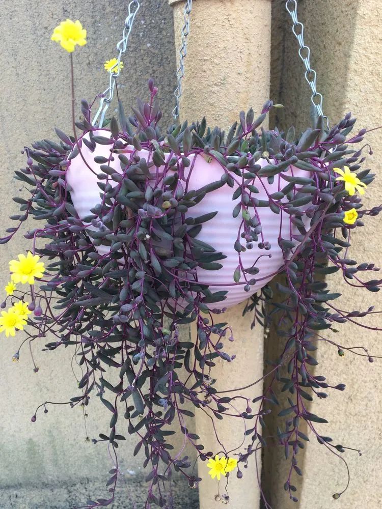 五颜六色的透明多肉,颜色超好看的多肉