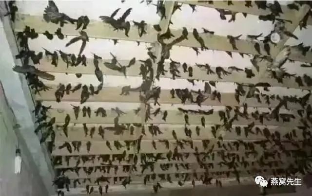 买燕窝看不看品牌质量好,买燕窝买燕盏