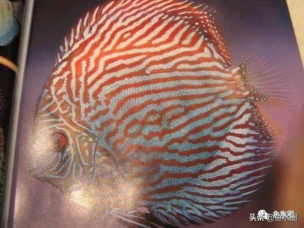 七彩神仙品系图谱,七彩神仙全系品种介绍