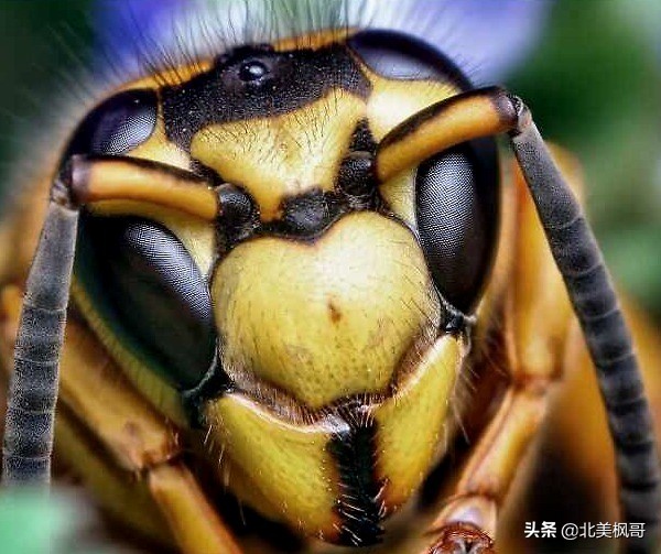 在加拿大最危险的五件事情,加拿大有什么危险动物或昆虫