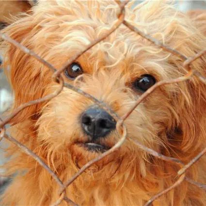 马鞍山流浪狗救助中心在哪里,曝光流浪狗救助真相