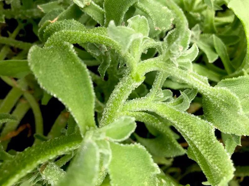 越南钻石菜，1.5万每公斤，在河内受追捧，价格昂贵依然供不应求