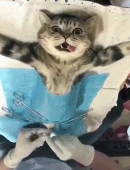 猫咪会来大姨妈吗多久来一次,猫咪来大姨妈会持续多久