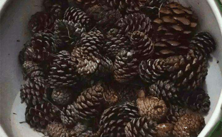 不值钱的松果图片,不值钱的松果图片大全