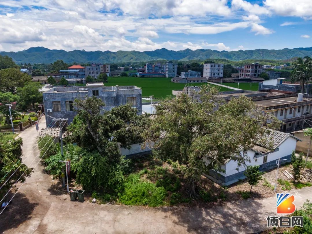 活久见！快成精了？博白发现明朝古树，至今600多年