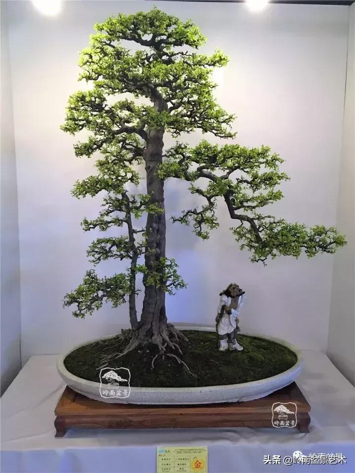 最美的100盆雀梅盆景,雀梅盆景第一年修剪视频