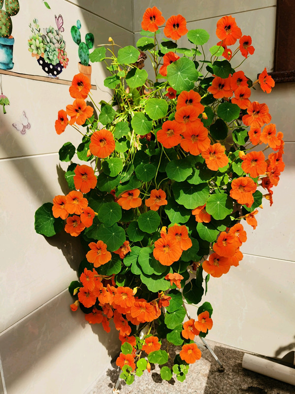 7种小型藤本植物,能在阳台上养,花量巨大,花期长,阳台变花园