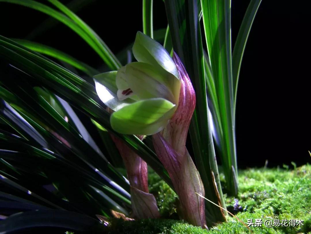 如何挑选兰花开花期的品种,兰花中最好养的品种推荐