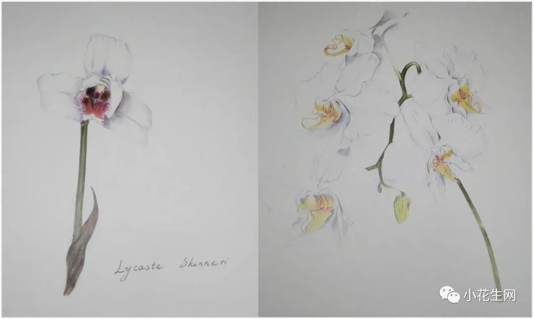 学画四年级上册美术,从零开始学绘画必备的画