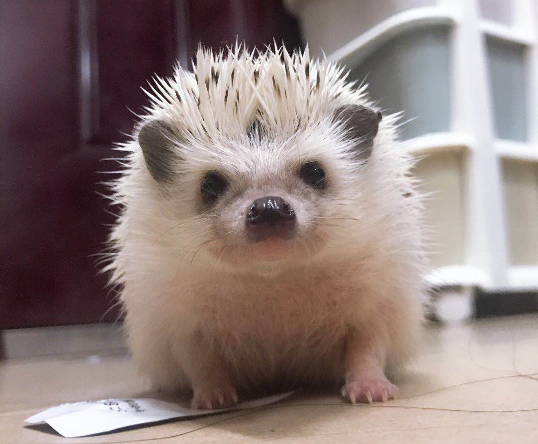 辟谣：非洲迷你刺猬咬人涂刺后就算接纳这个人？小心被白咬