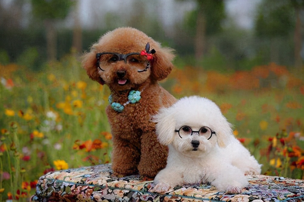 泰迪为什么成了人们最讨厌的狗,泰迪为什么总是狗仗人势