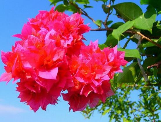 三角梅品种，细数三角梅最好看的八大品种