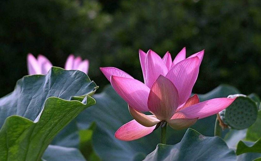 水芙蓉是不是荷花的名称,水芙蓉和荷花的关系
