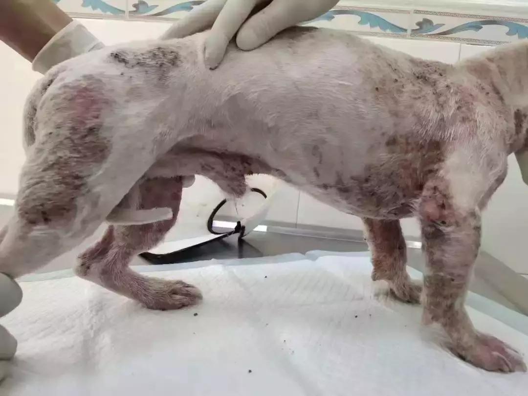 福懋动物医院：猫咪皮肤病不难治，看了这篇你就懂了