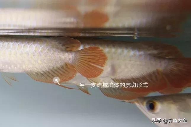 养红龙苗,养红龙如何搭配其他鱼