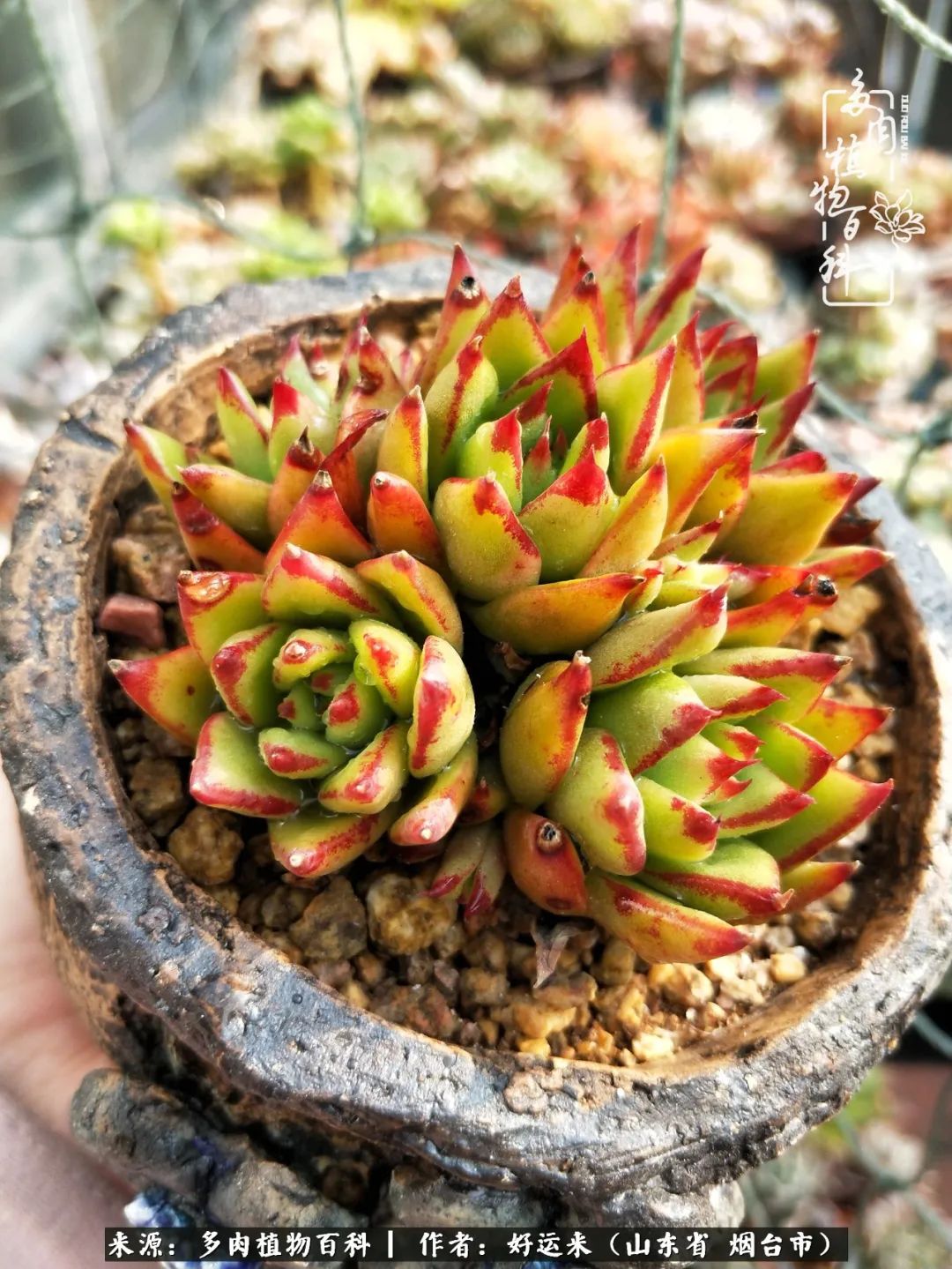 这世上怎么会有那么可爱的小可爱,这世上怎么有这么可爱的小生物