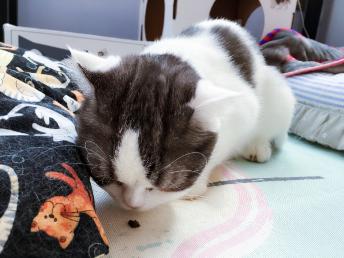 猫咪体外除虫会不会在家里,给猫咪洗澡能杀死跳蚤吗