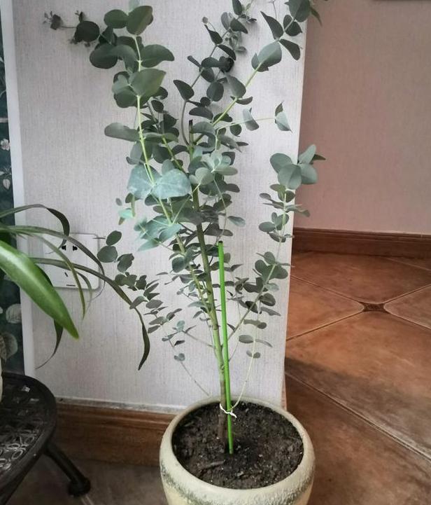 尤加利开花是什么时候,最适合盆栽的尤加利品种