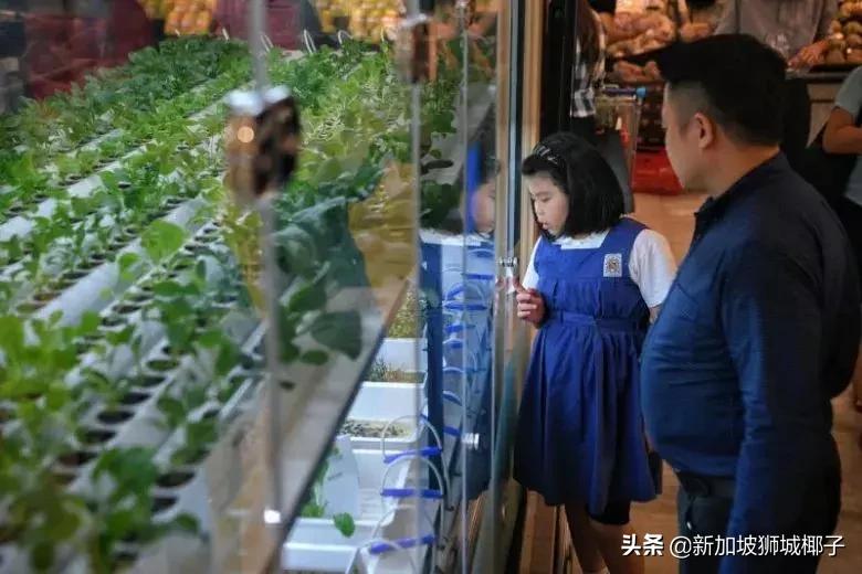 新加坡超市有卖中国的货吗,新加坡奇怪特产