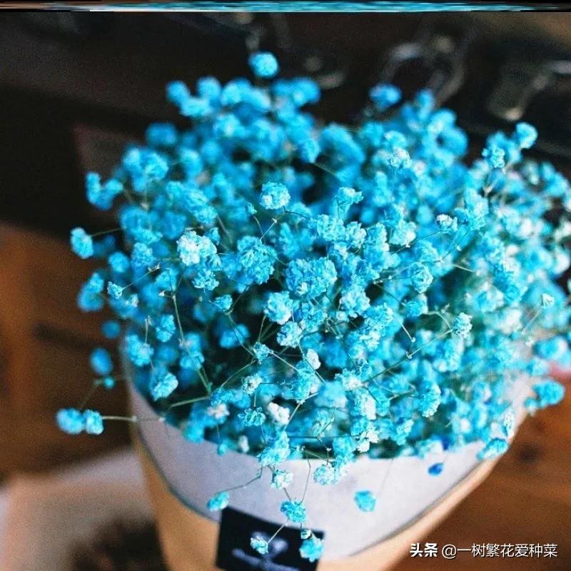 网购苗木怎样避免假苗,教大家怎样避免网上购买假苗