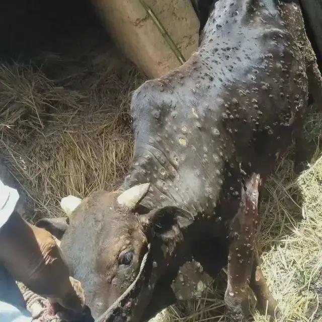 牛结节病好了如何快速育肥,牛得了牛结节病用什么药