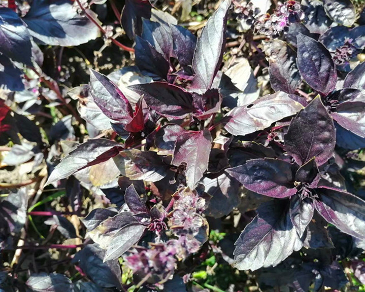 能驱蚊的盆栽,可以驱蚊的盆栽可靠吗