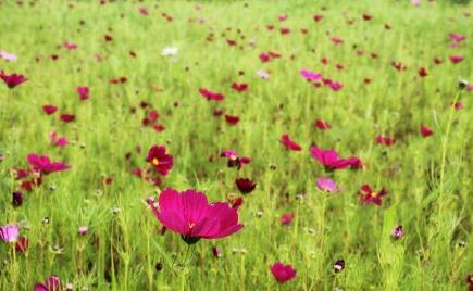 武汉一日游绝美古镇,武汉四大古镇哪个最好玩
