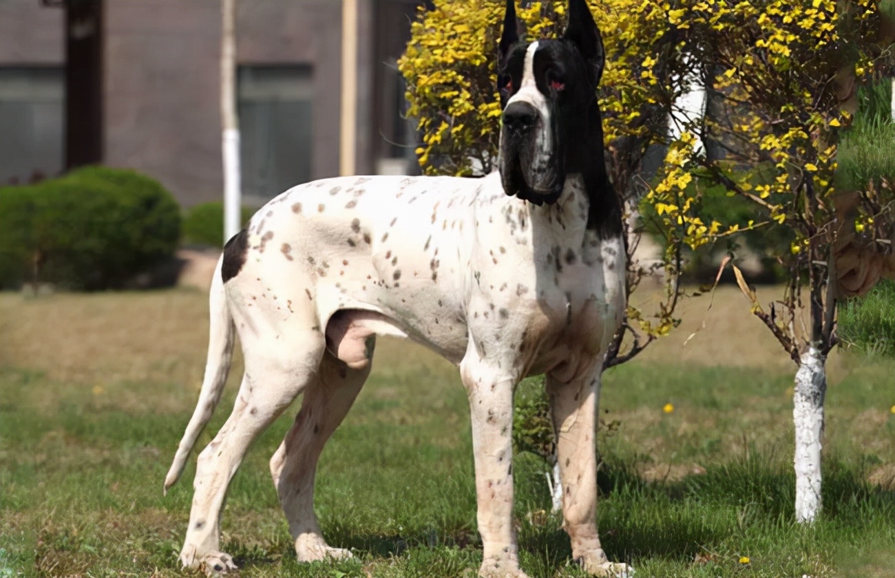 狗狗买什么品种最合适,怎么给狗狗选择宠物狗品种