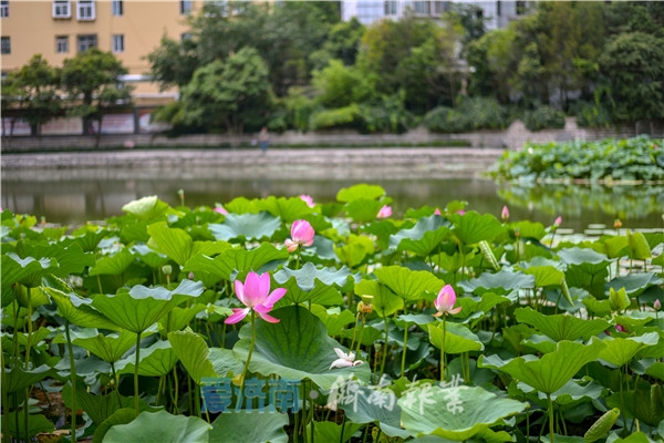 济南夏日风景美如画,济南美如画的地方