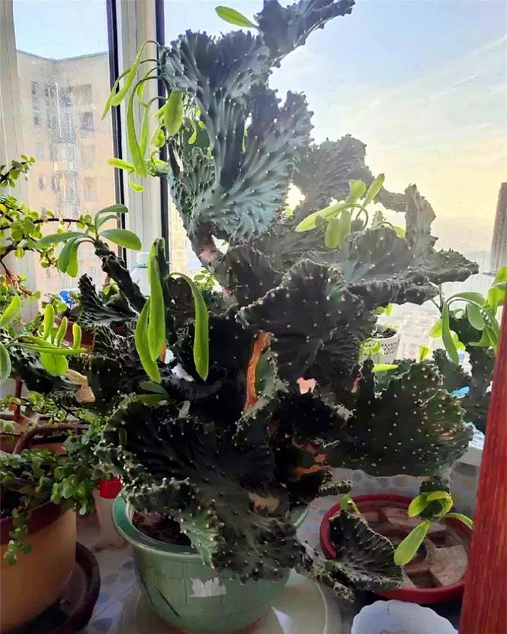 什么花放在家里最好看最实用,放家里风水好又好养的花有哪些