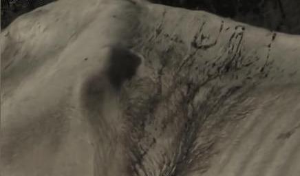 白龙马惨死最后怎么解决的,白龙马惨死事件