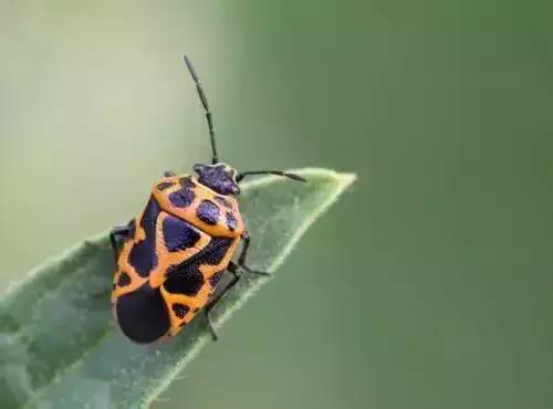 防治蔬菜地下害虫的无公害农药,蔬菜害虫种类及防治ppt