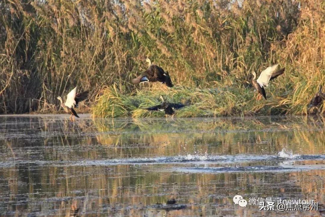 金坛适合一个人安静的地方,金坛的一个小镇