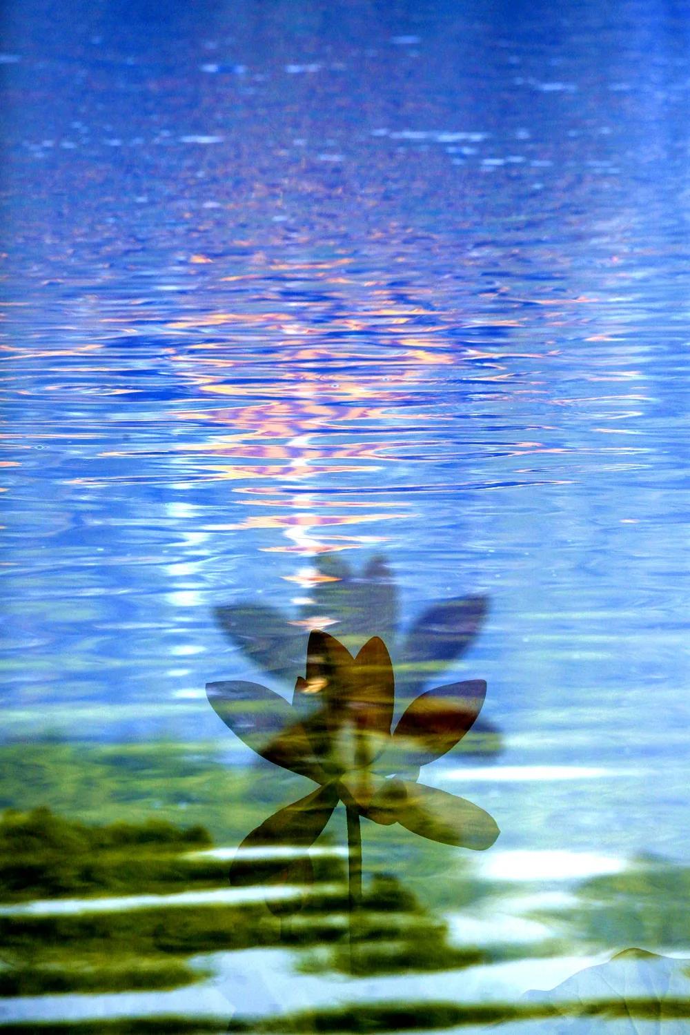 津门网金熙男：梦幻荷韵